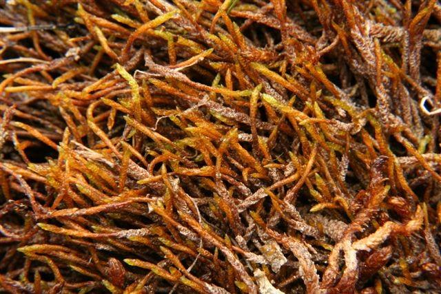 (Calliergon, Scorpidium,