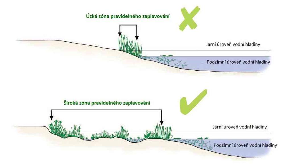 Podporujeme kolísání vodní hladiny - zóna pravidelného zaplavování - biologicky nejcennější zóna existenční závislost