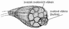 7: Sarkomera Stránka č.2z6 Obr. 4 Schema prostorové struktury sarkomery (nahoře) s naznačeným obrazem příčného řezu v místě proužku H a proužku I.
