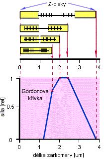8: Model izotonické kontrakce sarkomery Stránka č.2z7 Obr.