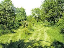 zahrada 558 m 2, UP 65 m 2 Cena 1850000,-Kč RD 4+kk, Syrovice