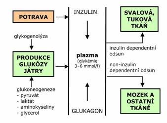 Orální glukózový toleranční test (ogtt) glykemie (mmol/l) 12 11 diabetes 10 PGT 10 9 norma 10 8 7 6.7 6 6.7 6.7 5 5.