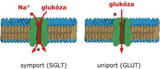 Vzájemné přeměny látek v intermediárním metabolizmu játra, svaly GLYKOGEN glykogeze, glykogenolýza glykolýza G-1-fosfát játra, ledviny, střevo glukoogeze LAKTÁT, GLYCEROL