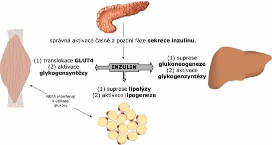 Metabolický efekt inzulinu Zhlediska působení inzulinu rozeznáváme tkáně: inzulindependentní svalová a tuková tkáň integrace GLUT4 do cytoplazmatické membrány facilitovaná difuze glukózy a následná