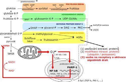 endotel) a následná nadprodukce ROS v dýchacím řetězci mitochondrií relativní inhibice glykolýzy na úrovni GAPDH s následnou metabolizací glukózy alternativními drahami produkty a meziprodukty těchto