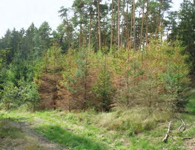 Zhoršení situace s podkorním hmyzem na smrku se sice týká celé republiky, stále však trvá výrazný rozdíl mezi západní (přibližně oblast Čech) a východní (přibližně oblast Moravy a Slezska) polovinou