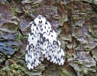 2018 v roce 2016 evidován výskyt ploskohřbetek na smrku (Cephalcia spp.) jen zcela výjimečně, a to na celkové rozloze necelých 25 ha (Obr. 34, Tab. 9).