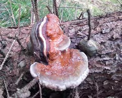 působících houbových patogenů kuželíku borového (Diplodia sapinea, synonymum Sphaeropsis sapinea) a kornice borové (Cenangium ferruginosum) byl oproti roku 2016 nižší.