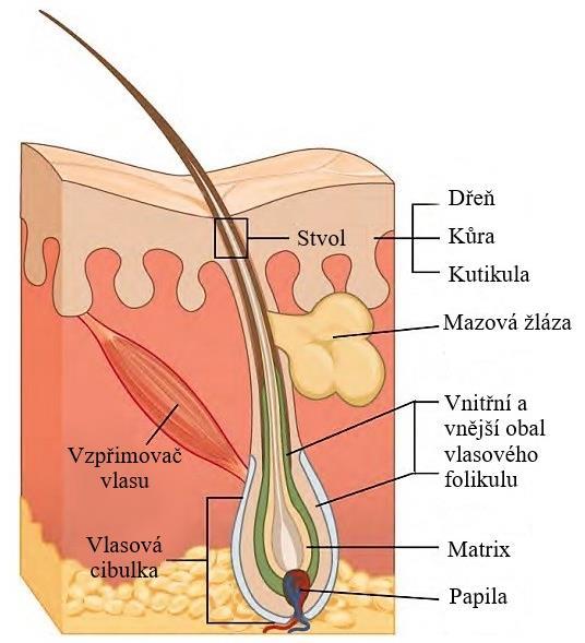 2.5.3 Keratinizace vlasové pokožky hlavy Obrázek 6: Stavba vlasu (upraveno) [21] U vlasové pokožky hlavy, stejně jako u celé pokožky pokrývající tělo, dochází k obměňování svrchní vrstvy zrohovatělé