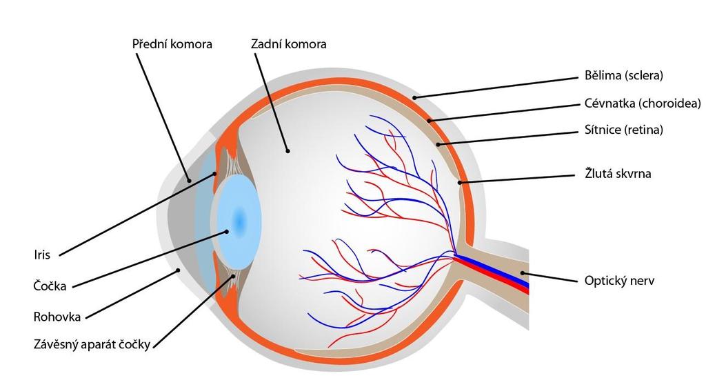 2. Fyziologie zrakového ústrojí a zpracování zrakového podnětu 2.1. Zrakové ústrojí Zrakové ústrojí (obrázek č.