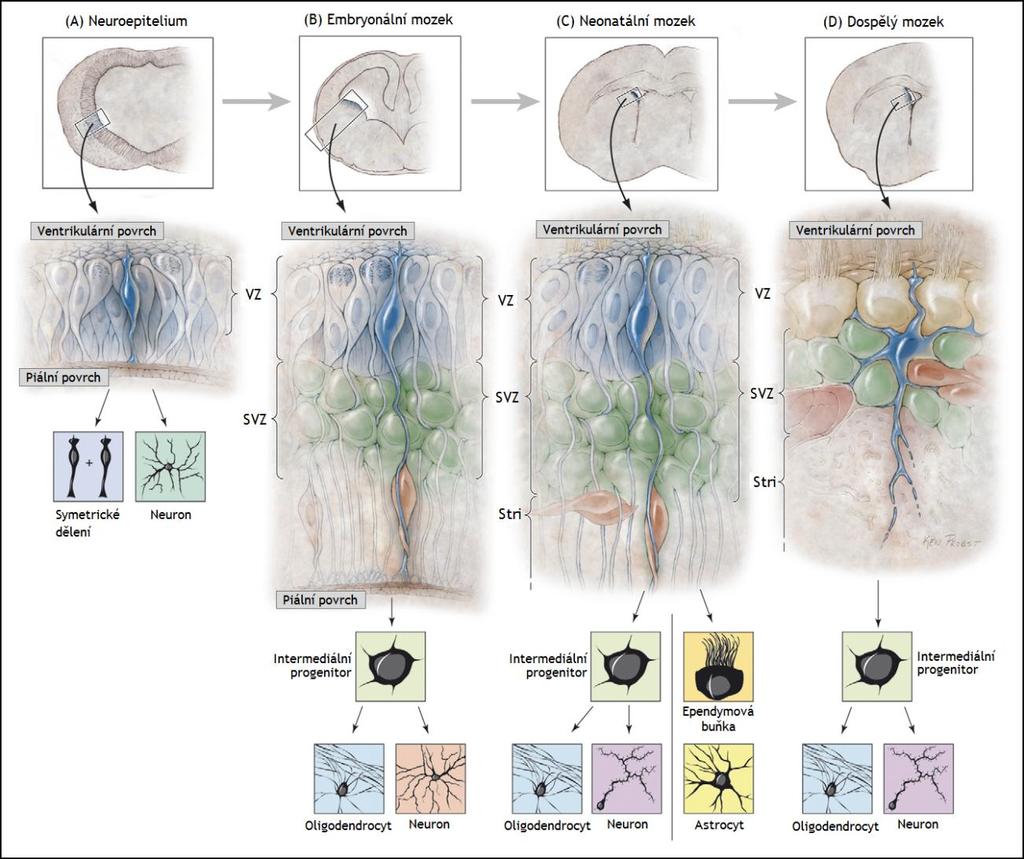 ventrikulární (VZ ventricular zone) obklopující lumen, subventrikulární (SVZ subventricular zone), intermediální a marginální (pod bazální membránou).