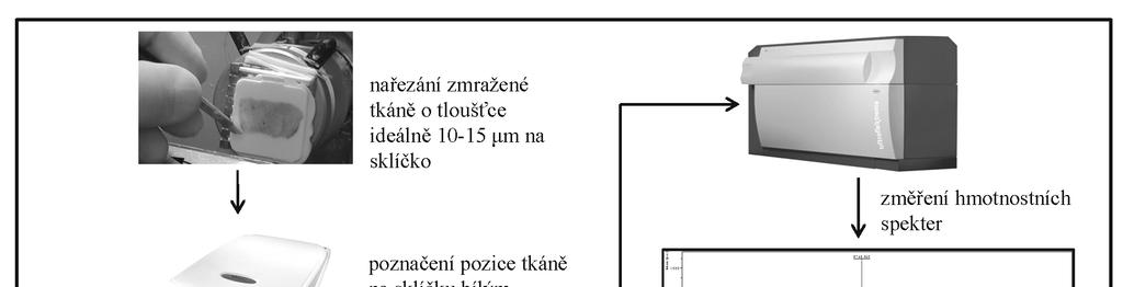 Chem. Listy 110, 106 111 (2016) Referát řených hmotnostních spekter se následně nahrají do vyhodnocovacího programu a v něm se vytvoří 2D mapy distribuce analytů o určitých molekulových hmotnostech