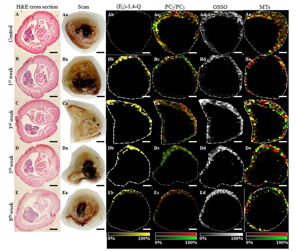 The Effect of 17β-Estradiol on Eisenia fetida Fig 7. Examination of E. fetida cross sections after E 2 exposure. H&E-stained cross sections of E.