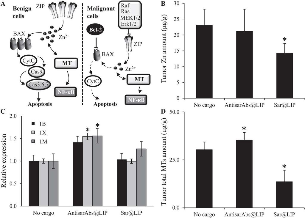 www.nature.com/scientificreports/ Figure 4. Effect on treatment on tumor zinc and metallothionein content.
