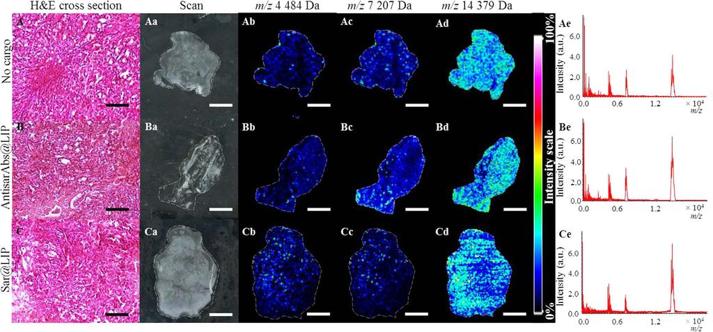 www.nature.com/scientificreports/ Figure 5. Administration results in disparities in a spatial distribution of proteins.