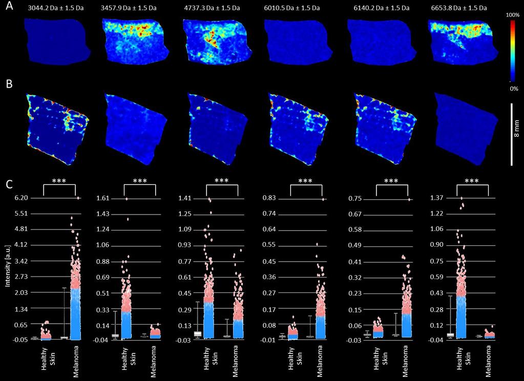 Mass ion peaks with m/z 3044, 3458, 4737, 4967, 6011, 6140, 6654, 6985, 9258 and 10180 appeared in both MeLiM minipig tissues.