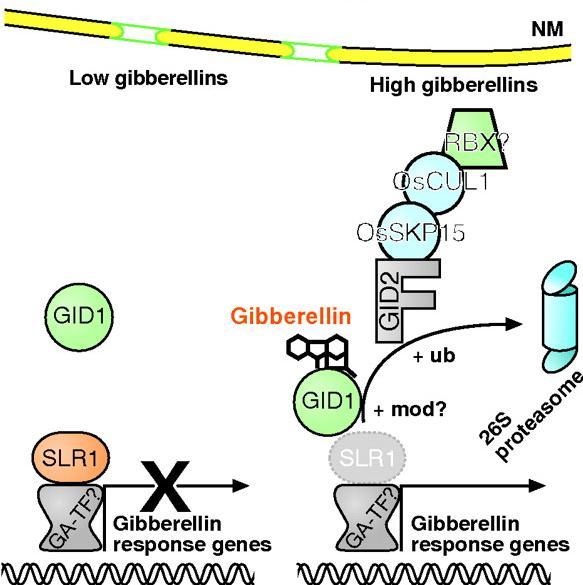 Gibereliny mechanismus účinku Specificky řízená degradace (podobně jako u auxinů) Transkripční represory