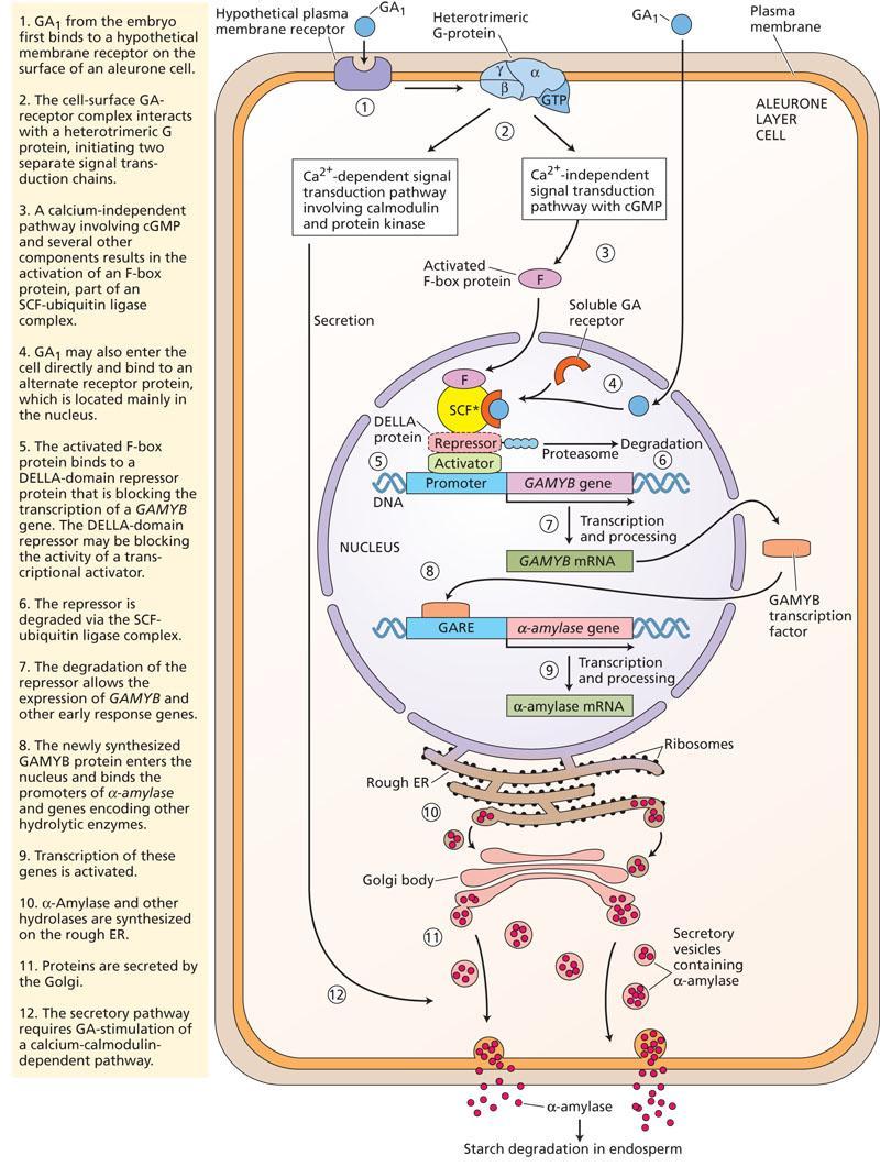 Gibereliny mechanismus účinku Příklad komplexní regulace prostřednictvím GA 1 během stimulace klíčení semene: 1) Vazba GA 1 na hypotetický receptor v plasmatické membráně.