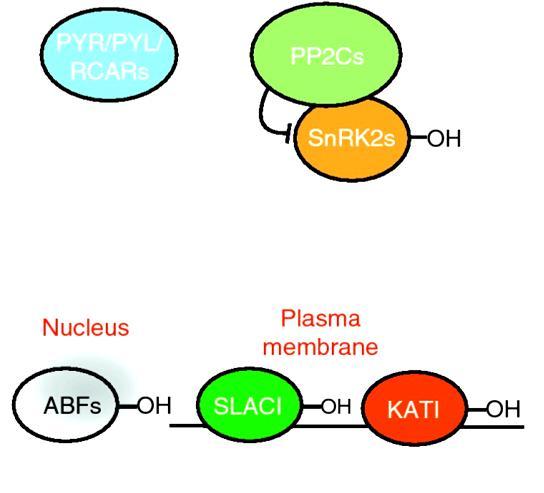 Kyselina abscisová mechanismus účinku Cytosolický či jaderný receptor z rodiny PYR/PYL (PYRABACIN RESISTANCE) V nepřítomnosti