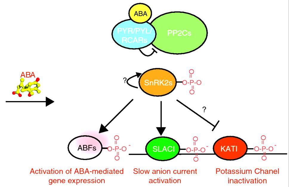 Navázání ABA na receptor inaktivuje PP2C a vyvolá tak fosforylaci SnRK2 a následně transkripčních faktorů jako jsou ABFs