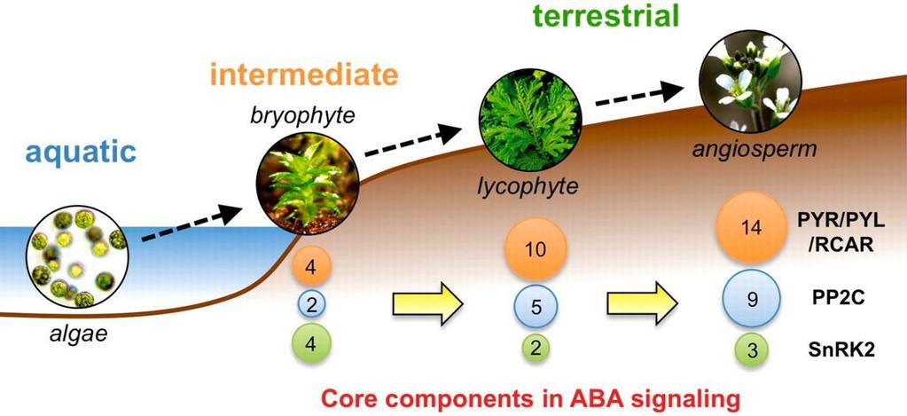 Přechod rostlin na souš během evoluce je charakterizován prudkým vývojem složek signální dráhy ABA Reprinted from Umezawa, T., Nakashima, K., Miyakawa, T., Kuromori, T., Tanokura, M., Shinozaki, K.