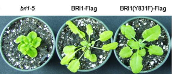 4 nm 4 nm BR deficiency or insensitivity leads to reduced leaf growth, and an amino acid substitution in the BRI1 receptor can enhance leaf growth A small amount of exogenous BL stimulates root
