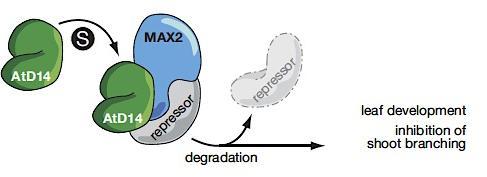 Strigolaktony Mechanismus účinku opět závisí na degradaci transkripčních represorů Model of SL signal transduction A current model is that SLs promote the interaction between DAD2/D14 and MAX2,