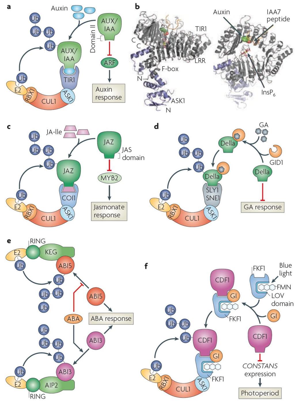 Interakce hormonálních signálů Specifická degradace proteinů pomocí komplexu ubiquitin ligázy je společným mechanismem, který využívají na více úrovních prakticky všechny