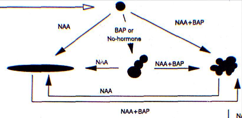 Interakce hormonálních signálů - buněčné dělení x elongace Auxiny-cytokininy