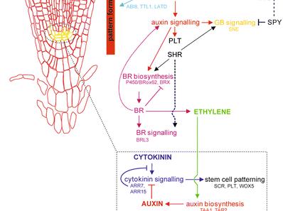 Interakce hormonálních signálů - buněčné dělení x elongace Auxiny-cytokininy auxin stimuluje expresi ARR7