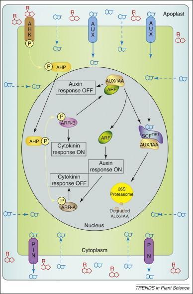Interakce hormonálních signálů - buněčné dělení x elongace Auxiny-cytokininy spolupráce na úrovni kontroly exprese pozitivních (ARR-B) a negativních regulátorů