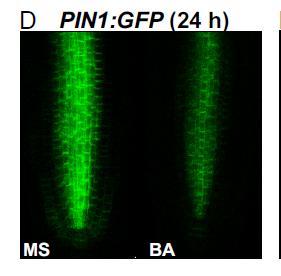 Interakce hormonálních signálů - buněčné dělení x elongace Auxiny-cytokininy cytokinin může snižovat expresi proteinů transportujících auxin z buněk (proteiny PIN) Výsledkem je snížený