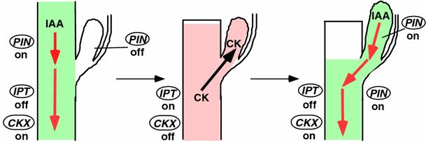 Interakce hormonálních signálů - buněčné dělení x elongace Auxiny-cytokininy vývoj laterálních orgánů (postranních kořenů, listů, květů) je pod stálou kontrolou více hormonálních faktorů - Auxin