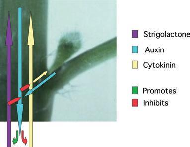 Interakce hormonálních signálů - buněčné dělení x elongace Auxiny-cytokininy-strigolaktony vývoj laterálních orgánů (postranních kořenů, listů, květů) je pod stálou kontrolou více hormonálních