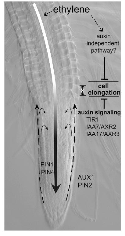 Interakce hormonálních signálů - buněčné dělení x elongace Auxin-etylén etylén stimuluje expresi genů pro enzymy účastnící se biosyntézy auxinu, současně může modifikovat expresi membránových