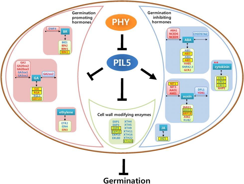 Interakce hormonálních signálů - klíčení Kooperace světla a hormonů při klíčení - transkripční faktor PIL5, světlený stimul přijímaný přes receptor fytochrom (PHY) je nutný k iniciaci klíčení.
