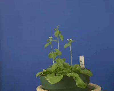 Pohyby rostlin Podstata pohybu: 1) Diferenciální růst např.
