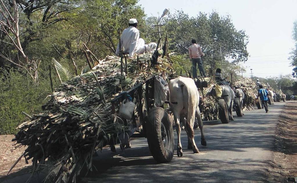 2. Kulkarni, D. P.: Cane sugar manufacture in India. Nové Dillí: The Sugar Technologists Association of India, 1996, 505 s. 3. Pandey, A. P.: Indian sugar industry - a strong industrial base for rural India.