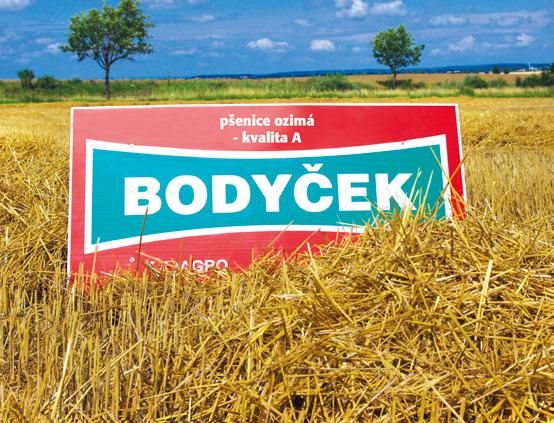 PŠENICE OZIMÁ 2017 pekařská jakost A Dagmar Poloraná odrůda povolená v roce 2012, vyšlechtěná a na českém trhu zastoupená firmou Limagrain Central Europe Cereals, s. r.o. Středně vysoká až nízká odrůda se střední odolností proti vyzimování, odolná proti poléhání, zrno velké.