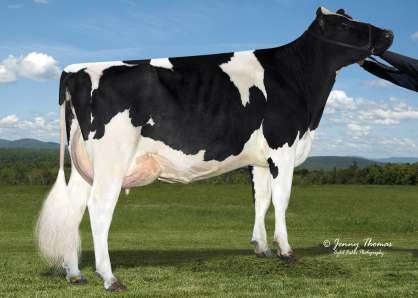 3% 2 595 kg LES091 GOLDWYN MODEL IRIS 03-08 305 18 570 3.7% 679 3.