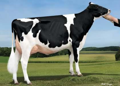 11.2013 MERIDIAN x JEEVES x GOLDWYN Stád 84 Dcer 147 Mléko +582 2375 Tuk +19-0.02 NM$ R % 93 % Bílkovina +10-0.05 494 PTAT 3.14 Vemeno 2.63 Konč. 1.27 Porody 7.5 SCS 2.
