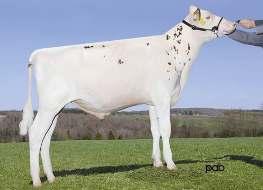 SNOWBIZ STONEWALL RED RED 672 SYMPATICO x SNOWMAN x BOLTON» výborná vlastní plodnost býka» lehké porody» delší struky (Snowman x Planet) DN: 23.05.2013 Stád 84 Dcer 107 Mléko +455 2360 Tuk +22 +0.