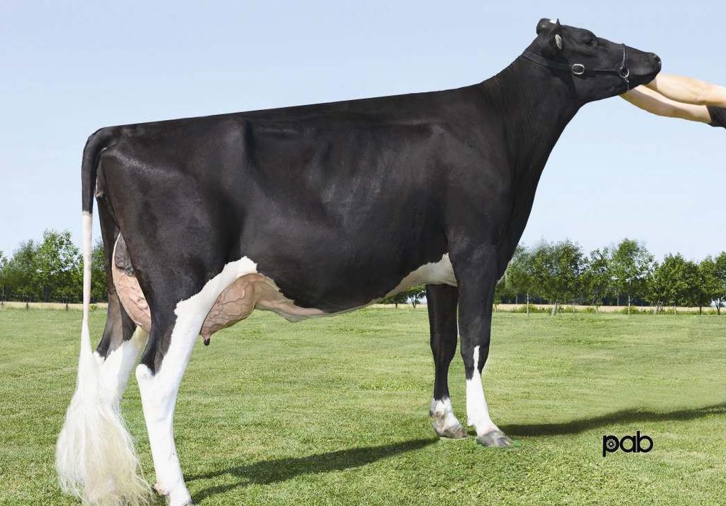 6% 1 432 kg VIEUXSAULE BOLTON HALIA 01-11 305 11 912 4.7% 563 3.5% 421 kg Celoživotně: 17 612 4.6% 804 3.