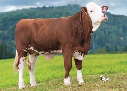 PLATAN RAD-535 JHB Platan CZ 764546053 *29. 6. 2016 FLECKVIEH Isario P (Irola Winnipeg) Vla (Rumgo Gebalot) M: Lina 2 12020 4,13 496 3,46 416 MM: Lea 4 28 4,40 490 3,71 433 GZW (celk. sel.