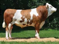 Protein +0,01 % +31 kg Netto přírůstek Net daily gain Jatečná výtěžnost Carcasse perc. Jatečné třídy EUROP trade cl.