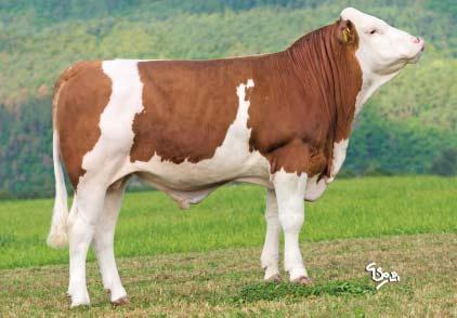 MAREK Pp MOR-275 Marek Pp DE 951431984 *27. 6. 2016 FLECKVIEH Mahango Pp (Mungo Pp Round Up) Hulkor (Hulock Romel) M: Calibra 3 8627 4,77 452 3,51 335 MM: Chantre 5 9535 4,23 403 3,40 324 GZW (celk.