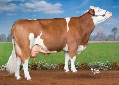 PROTEIN HG-431 JHB Protein CZ 752685053 *8. 1. 2016 ČESKÉ STRAKATÉ Mogul (Waldbrand Valfin) Ricki (Romello Randy) GZW (celk. sel.