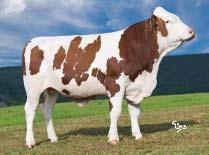 Protein +0,08 % +28 kg Netto přírůstek Net daily gain Jatečná výtěžnost Carcasse perc. Jatečné třídy EUROP trade cl.