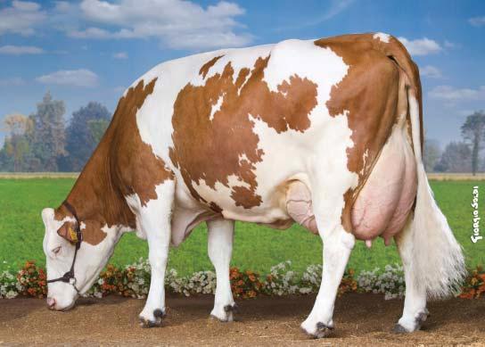 PRODUCTION EXCELLENT PEDIGREE