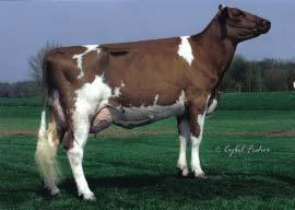 2004 JERSEY Oda Flab DK 492 JFR-001 Highland Duncan Lester CZ 12244347 US 645454 3 305 7419